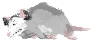 “Sleeping” - opossum sticker